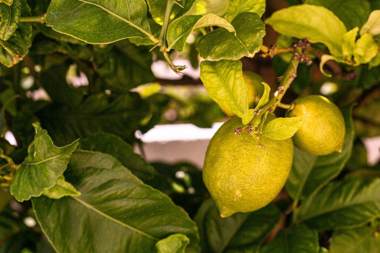 Senhora da Luz Lemon Tree Apartment מראה חיצוני תמונה